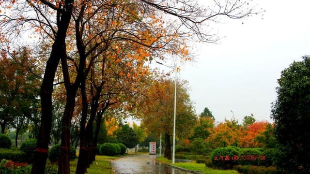 詩情畫意！秋冬之交一場雨 別樣周口落葉美