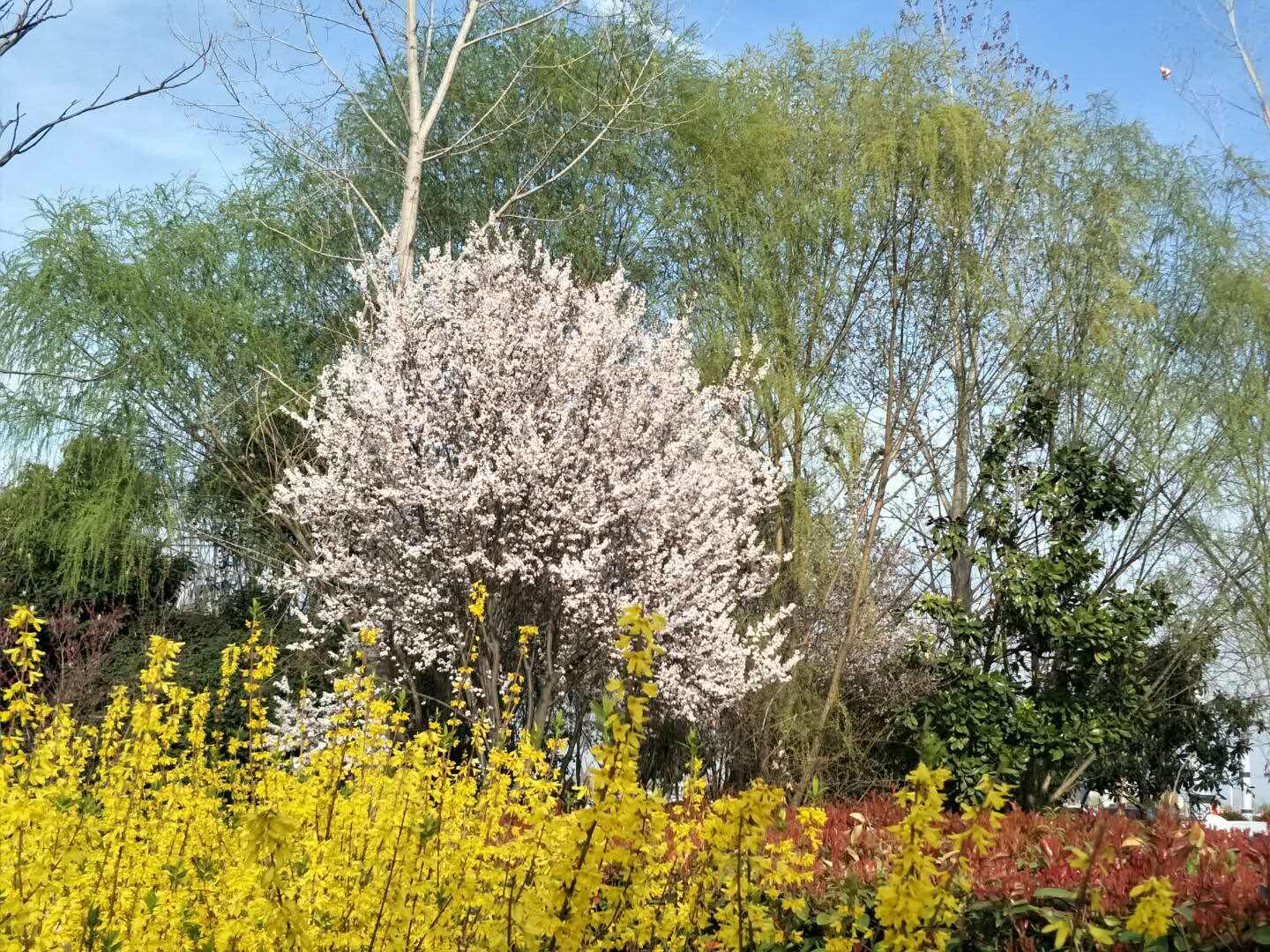 春天里，我們一起來看花