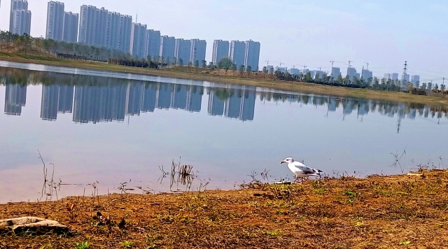 打造水生態(tài)城市，讓周口更宜居