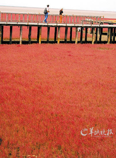 遼寧盤錦紅海灘，面積達(dá)9萬畝