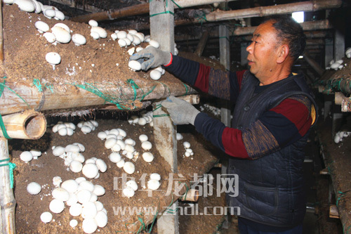 周口項城：食用菌種植基地內(nèi)，工人正在查看雙孢菇長勢